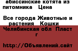 абиссинские котята из питомника › Цена ­ 15 000 - Все города Животные и растения » Кошки   . Челябинская обл.,Пласт г.